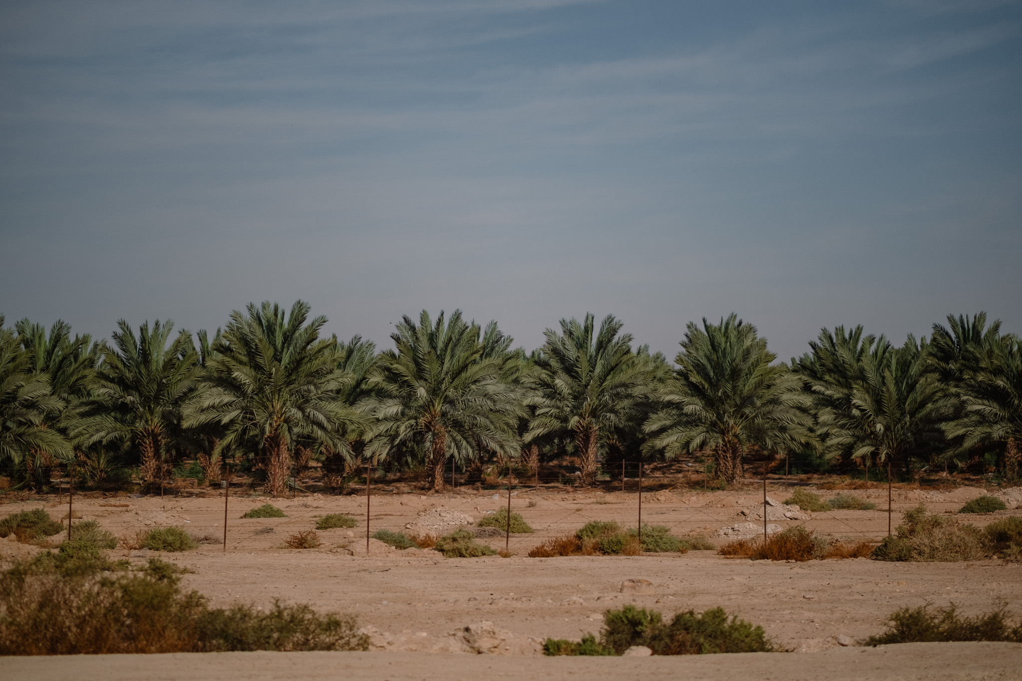 Palm grove photographed by Levi Meir Clancy